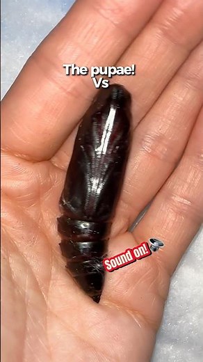The transformation to a squeaking moth is real! #moths