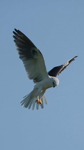 Amazing White-tailed Kite Hunting Skills