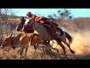 Impressive images of the cattle roundup in the bush at União do Vaqueiro park.