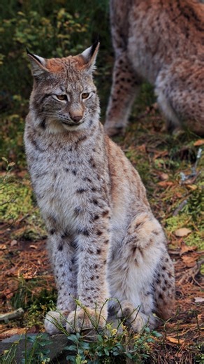 159K views · 13K reactions | The lynx doesn’t chase autumn — it becomes it.  #Lynx #WildScandinavia #NatureVibes #AutumnMagic | Sondre Eriksen Hensema Photography | Facebook