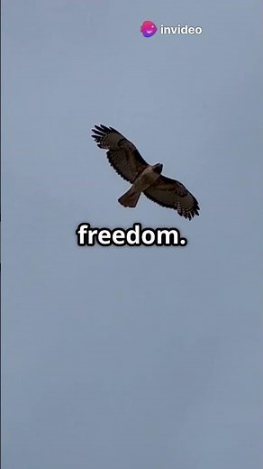 Majestic Flight of the Red-Tailed Hawk #wildlife #eagles #birdsofprey #youtubeshorts