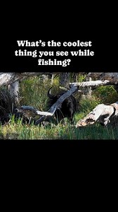 7.4K views · 14 reactions | This one’s friendly | Fishing Australia TV | Facebook