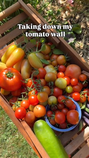It’s time to take down my tomato wall 🍅✨ This year I tried the string method for support, here’s what I learned: ✅ Great airflow & easy pruning ✅ Super space-efficient ✅ Budget-friendly (only three 2x4s!) ✅ Looked beautiful in the garden What didn’t work? I underestimated how heavy the tomatoes would get — all 8 strings snapped 😅 Next year, I’ll be using rope for a stronger, weather-resistant setup. Overall, the string method was a win and one of my favorite garden experiments this season 🌿 #