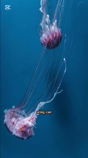 "Amazing 😱 Facts About 🪼 Box Jellyfish | The Ocean’s Deadliest Creature