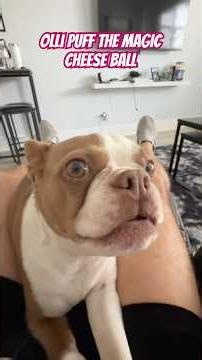 Olli sings for cheese #bostonterrier #mansbestfriend #cheeseball #puppy #funny #doglife #dogshorts