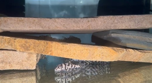 Meet the L236 Super White Pleco — a true showstopper with its dazzling white pattern and calm nature. Did you know that at Plecoceramics, we don’t catch these fish from the wild — we humanely breed them in pristine, nature-inspired conditions to ensure both health and sustainability. ✨ Limited stock — message us today if you’d like to get yours! | Pleco Ceramics