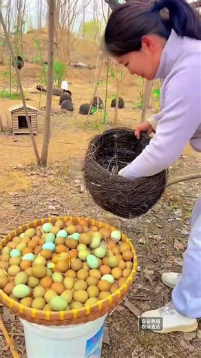 “Village Pheasant Farm – Fresh Eggs Collection 🐦🥚”#animal #shorts #pheasant