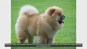 Best Food for Your Chow Chow: Essential Dietary Tips