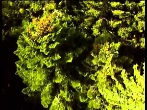 La musique par les arbres