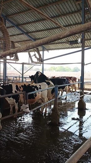 estrus cycle. cows showing heat signs #cow #dairyherd #dairyfarming #breeding