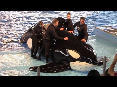 First Orca Encounter (Full Show) at SeaWorld San Antonio - February 22, 2020