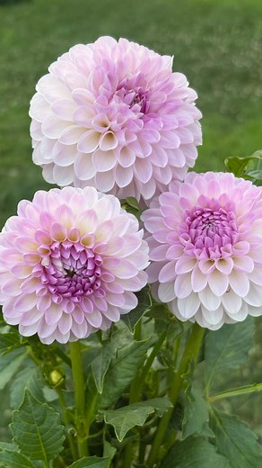 When did you start your flower journey?? I Can’t believe that what started with 8 dahlia tubers has turned into all of this!! I bought my first Dahlia tubers in the spring of 2016 after a client showed me her beautiful blooms the season before. I dabbled in flowers very lightly the first five years, but in 2021 I started growing way more dahlias plus a few other varieties, and that all led me to where I am today! Growing thousands of flowers every season out of my own back yard 🥰🌸 #cutflowers 