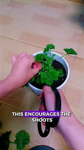 "I Pruned My Geranium... Look What Happened 3 Days Later!"