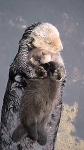 4.2K views · 172 reactions | Did you know that sea otters have the densest fur of all marine mammals? This helps them float and stay warm in cold waters. 簾 Although otter pups can float, they rely on their mothers for about six months to a year to learn how to swim and acquire essential survival skills, such as hunting and cracking shells.  Do you know more facts about otters? Share with us in the comments below!  : @earthlyeducation | Generation Vegan | Facebook