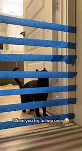 When You Try to Hop Over 😭 | Funny Pet Video