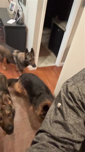 Adorable German Shepherd Dog
