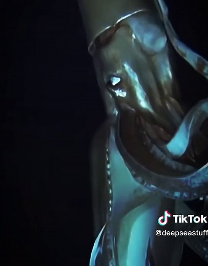 Exploring the Beauty of the Ocean