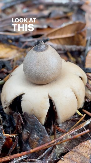 Dr. Fun Guy aka Gordon Walker | Happy #FungusFriday from this adorable forest macaroon #EarthStar or #Geastrum. These are commonly occurring fungi in hardwood and conifer... | Instagram