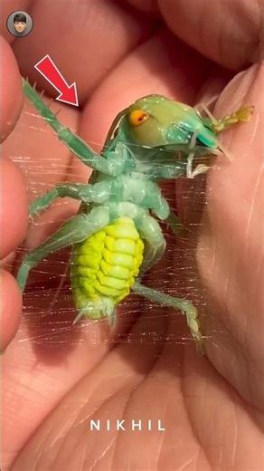 spider beetle 2 in 1 beetle 🪲 #shorts