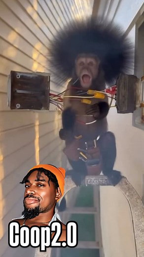 971K views · 16K reactions | Somebody come pick me up real quick. I think I’m fired. funny animal voiceover by Coop2.0 | Coop 2.0 | Facebook