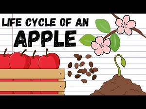 Apple Life Cycle Lesson for Kids