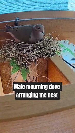 The male mourning dove is re-arranging the nest to get ready for eggs. #nest