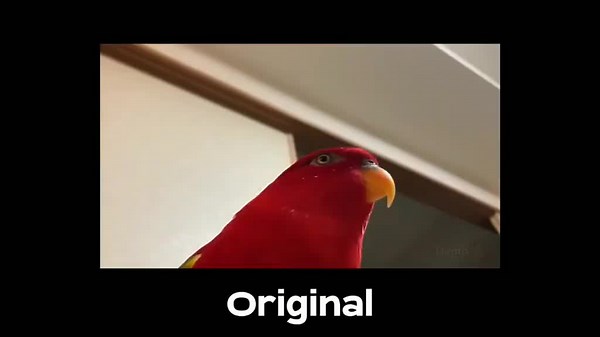 Exploring Different Bird Sound Variations in a Funny Meme Animation