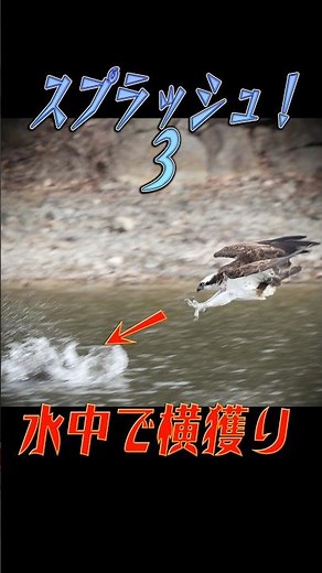 【鵜が狙った魚をミサゴが水中で横取り！】スプラッシュ3 #ミサゴ #Osprey #野鳥