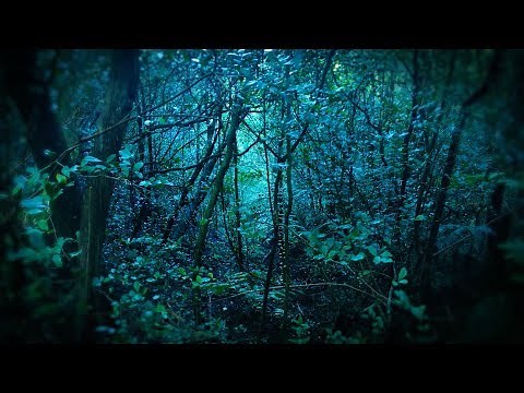 Rain in Forest White Noise | Sleep, Study, Focus | 10 Hours Rainstorm
