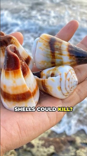 This Beautiful Shell Can Kill You in Minutes! #facthopper #conesnail