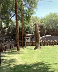 3.5K views · 311 reactions | The magnificent Maggie our Andean Condor showing off her impressive wing span 礪 The Andean condor is found in the Andes mountains and adjacent Pacific coasts of western South America. With a wingspan of over 10 feet, the Andean Condor is considered the largest flying bird in the world.(Video credit: Keeper Grace) | Wildlife World Zoo | Facebook