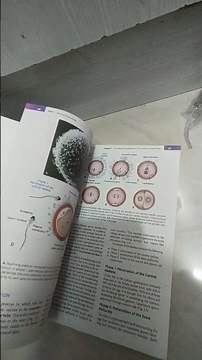 Langman’s Medical Embryology | Book by Thomas Sadler | Wolters Kluwer