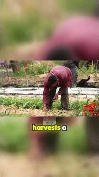 How Aztecs farmed 7 harvests a year without machinery 🌽🤯