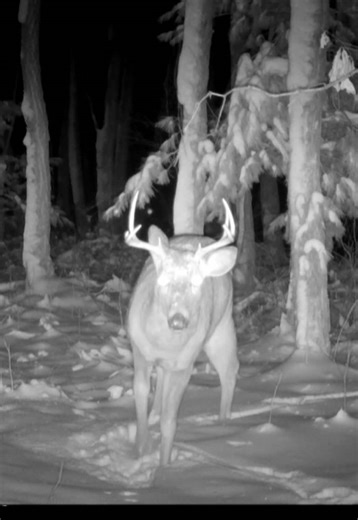 Late Season Buck Hunting Strategies