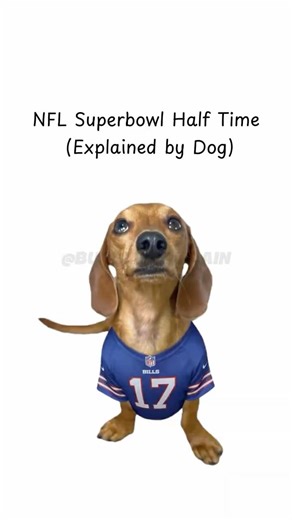NFL Super Bowl Half Time (Explained by Dog) #NFL #superbowl #playoffs