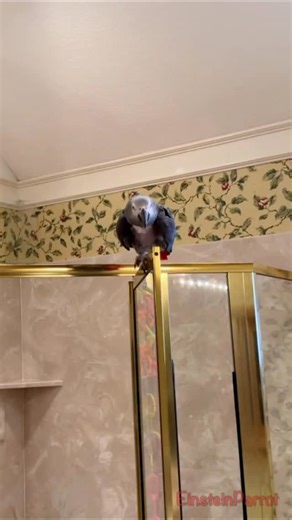 1.4K reactions · 27 shares | Einstein the parrot turns on the charm! From “Wanna cookie?” to “Gimmie kiss,” this sweet talker knows how to win hearts—and snacks. 列 | Einstein the Talking Texan Parrot | Facebook