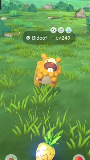 I caught Shiny Bidoof in Pokemon Go #pokemongo #pokemon