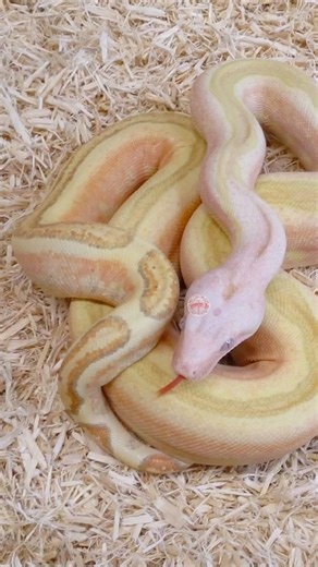 These Ball Python morphs are starting to grow on me.