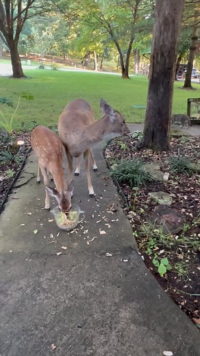 9.9K views · 712 reactions | And the cats just keep coming ‍⬛歷歷 #trails #hiking #Cats #Dogs #HikingWithCats #ASMR #Animals #GoldenRetrievers #HikingWithDogs #deer #Nature | Brown Hiking Trails | Facebook