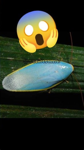 The Blue Cockroach Nobody Talks About #sciencefacts #science #shorts