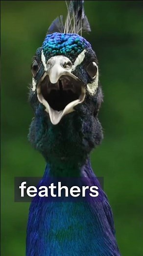 Peacocks Eat Venomous Snakes 😳
