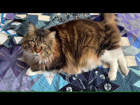 Traditional Hand-Sewn Quilting with Paper Pieces