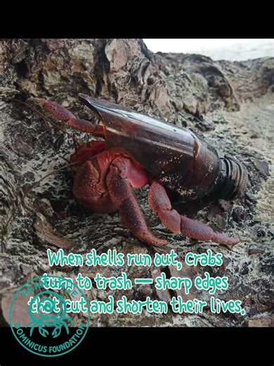 Every hermit crab needs a safe shell. 🐚