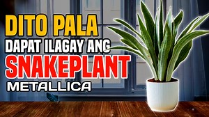 54K views · 866 reactions | DITO PALA DAPAT ILAGAY ANG SNAKE PLANT...