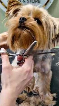This Yorkie's Haircut Nightmare #grooming #petfail #shocking