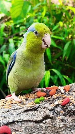 Parrotlet care #parrotlets #pacificparrotlet #pocketparrot