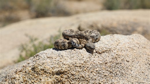 What's the most venomous snake in California? Here's what to do if you are bitten