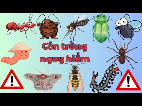 CÁC LOÀI CÔN TRÙNG NGUY HIỂM, DẠY BÉ TRÁNH XA CÁC CON VẬT NGUY HIỂM, CON GÌ ĐÂY?