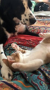 737K views · 5K reactions | Cutest sleepover ever!  | The Pet Collective | Facebook