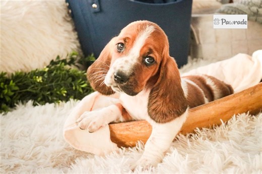 Sevyn - Basset Hound Puppy 94DFFA